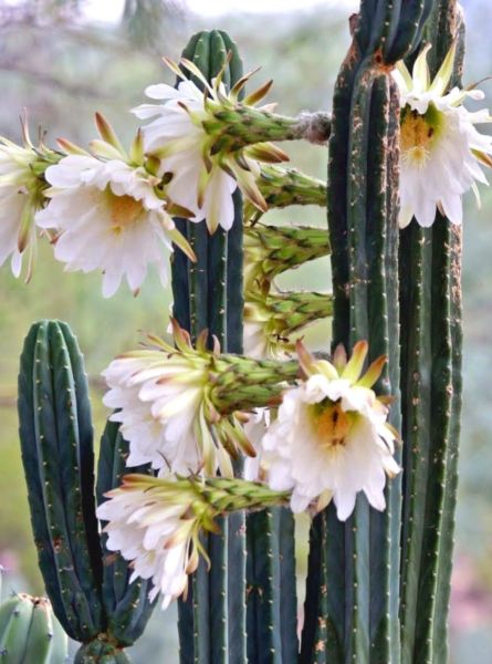 Trichocereus macrogonus var. pachanoi / SAN-PEDRO-KAKTUS